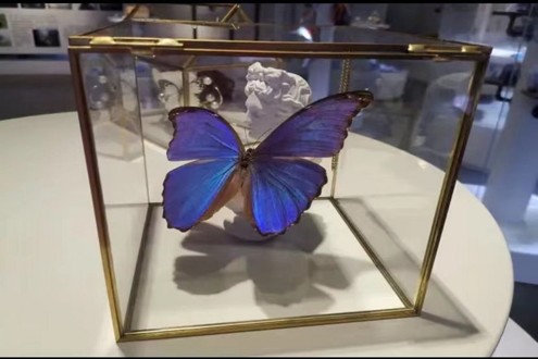 Jinfo Mountain Schmetterlingswelt-Insektenmuseum